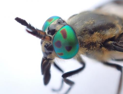 Chrysops viduatus